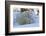 Polar Bear (Ursus Maritimus) and Cubs-David Jenkins-Framed Photographic Print