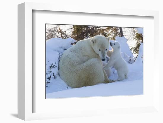 Polar Bear (Ursus Maritimus) and Cubs-David Jenkins-Framed Photographic Print