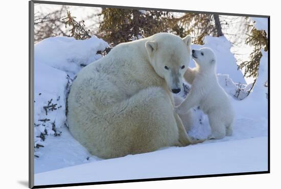 Polar Bear (Ursus Maritimus) and Cubs-David Jenkins-Mounted Photographic Print