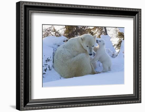 Polar Bear (Ursus Maritimus) and Cubs-David Jenkins-Framed Photographic Print