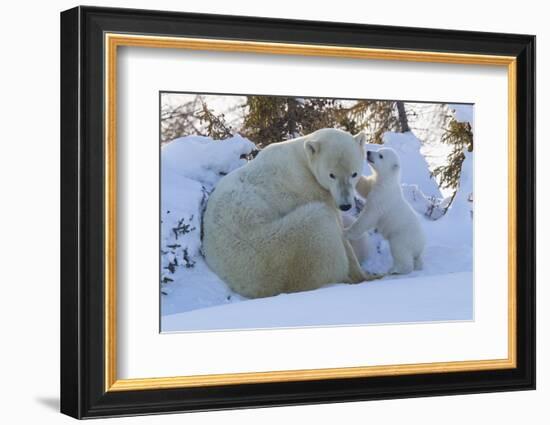 Polar Bear (Ursus Maritimus) and Cubs-David Jenkins-Framed Photographic Print