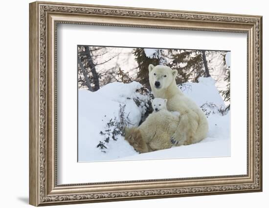 Polar Bear (Ursus Maritimus) and Cubs-David Jenkins-Framed Photographic Print