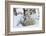 Polar Bear (Ursus Maritimus) and Cubs-David Jenkins-Framed Photographic Print