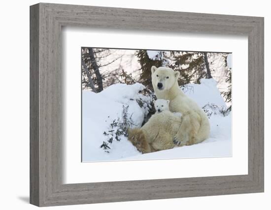 Polar Bear (Ursus Maritimus) and Cubs-David Jenkins-Framed Photographic Print