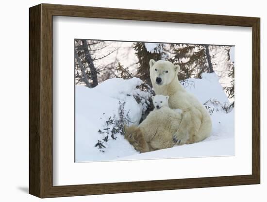 Polar Bear (Ursus Maritimus) and Cubs-David Jenkins-Framed Photographic Print