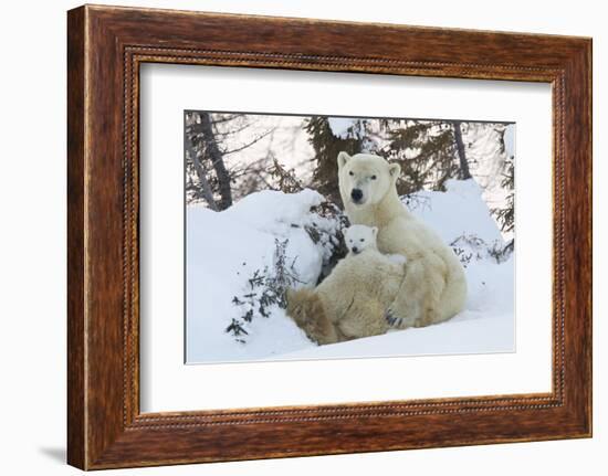 Polar Bear (Ursus Maritimus) and Cubs-David Jenkins-Framed Photographic Print