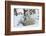 Polar Bear (Ursus Maritimus) and Cubs-David Jenkins-Framed Photographic Print