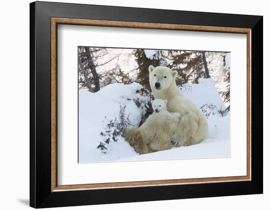 Polar Bear (Ursus Maritimus) and Cubs-David Jenkins-Framed Photographic Print