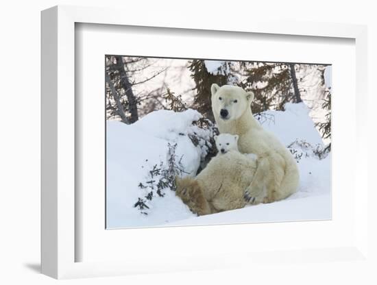 Polar Bear (Ursus Maritimus) and Cubs-David Jenkins-Framed Photographic Print