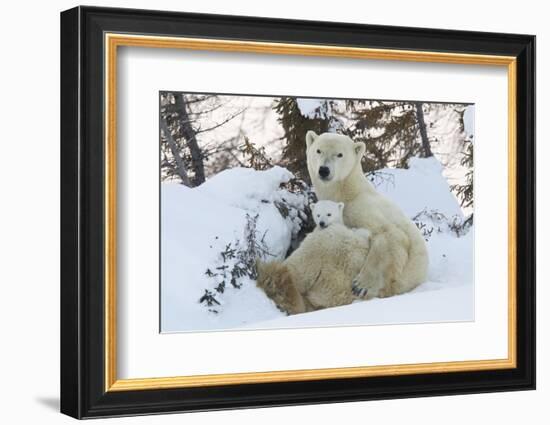 Polar Bear (Ursus Maritimus) and Cubs-David Jenkins-Framed Photographic Print