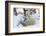 Polar Bear (Ursus Maritimus) and Cubs-David Jenkins-Framed Photographic Print