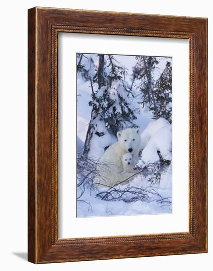 Polar Bear (Ursus Maritimus) and Cubs-David Jenkins-Framed Photographic Print