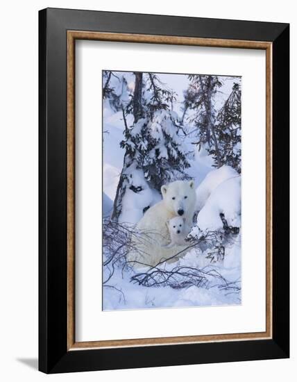 Polar Bear (Ursus Maritimus) and Cubs-David Jenkins-Framed Photographic Print