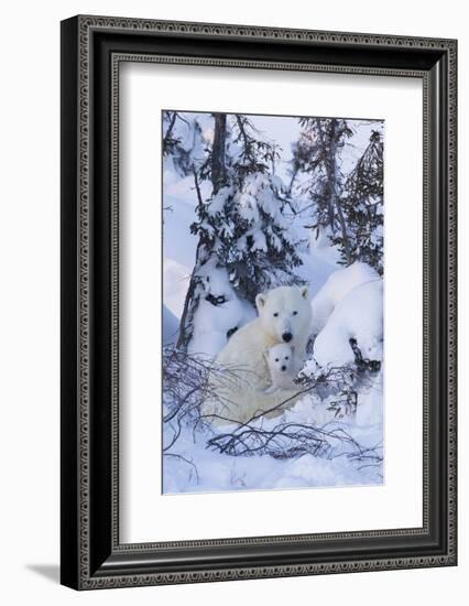 Polar Bear (Ursus Maritimus) and Cubs-David Jenkins-Framed Photographic Print