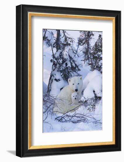 Polar Bear (Ursus Maritimus) and Cubs-David Jenkins-Framed Photographic Print