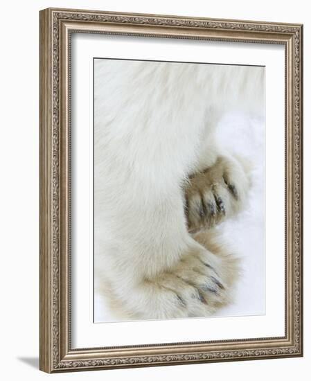 Polar Bear (Ursus Maritimus), Churchill, Hudson Bay, Manitoba, Canada-Thorsten Milse-Framed Photographic Print