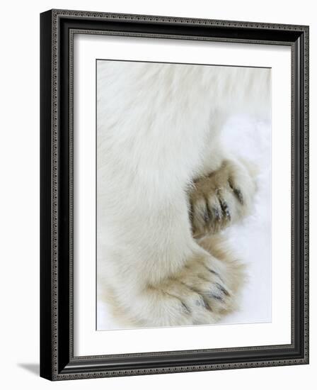 Polar Bear (Ursus Maritimus), Churchill, Hudson Bay, Manitoba, Canada-Thorsten Milse-Framed Photographic Print