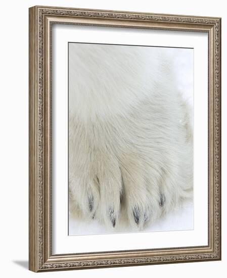 Polar Bear (Ursus Maritimus), Churchill, Hudson Bay, Manitoba, Canada-Thorsten Milse-Framed Photographic Print