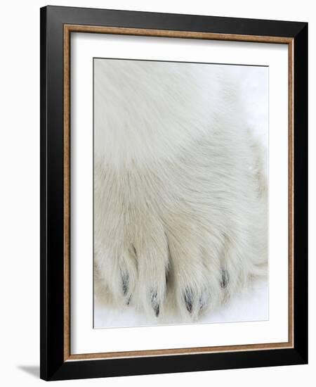 Polar Bear (Ursus Maritimus), Churchill, Hudson Bay, Manitoba, Canada-Thorsten Milse-Framed Photographic Print