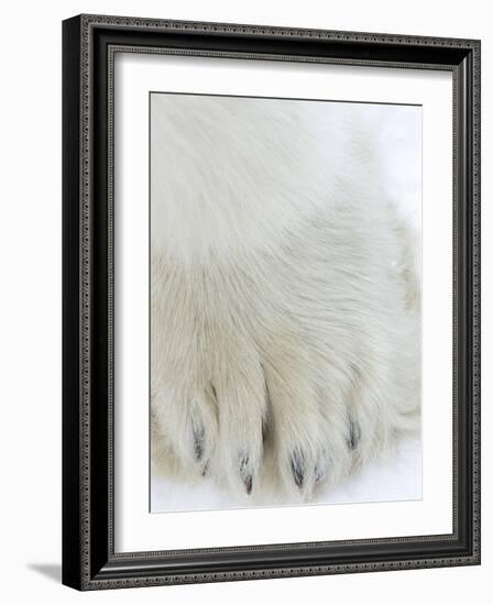 Polar Bear (Ursus Maritimus), Churchill, Hudson Bay, Manitoba, Canada-Thorsten Milse-Framed Photographic Print