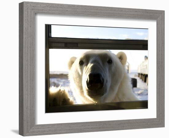 Polar Bear (Ursus Maritimus), Churchill, Hudson Bay, Manitoba, Canada-Thorsten Milse-Framed Photographic Print