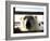 Polar Bear (Ursus Maritimus), Churchill, Hudson Bay, Manitoba, Canada-Thorsten Milse-Framed Photographic Print