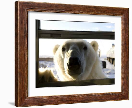 Polar Bear (Ursus Maritimus), Churchill, Hudson Bay, Manitoba, Canada-Thorsten Milse-Framed Photographic Print