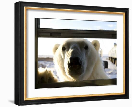 Polar Bear (Ursus Maritimus), Churchill, Hudson Bay, Manitoba, Canada-Thorsten Milse-Framed Photographic Print