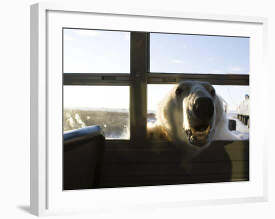 Polar Bear (Ursus Maritimus), Churchill, Hudson Bay, Manitoba, Canada-Thorsten Milse-Framed Photographic Print