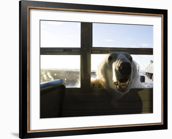 Polar Bear (Ursus Maritimus), Churchill, Hudson Bay, Manitoba, Canada-Thorsten Milse-Framed Photographic Print