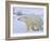 Polar Bear (Ursus Maritimus), Churchill, Hudson Bay, Manitoba, Canada-Thorsten Milse-Framed Photographic Print