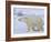 Polar Bear (Ursus Maritimus), Churchill, Hudson Bay, Manitoba, Canada-Thorsten Milse-Framed Photographic Print