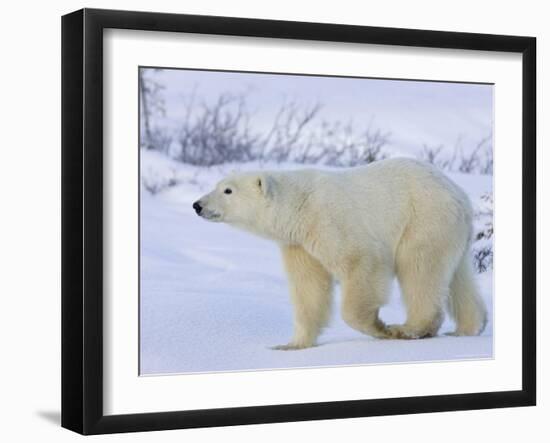 Polar Bear (Ursus Maritimus), Churchill, Hudson Bay, Manitoba, Canada-Thorsten Milse-Framed Photographic Print