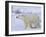 Polar Bear (Ursus Maritimus), Churchill, Hudson Bay, Manitoba, Canada-Thorsten Milse-Framed Photographic Print