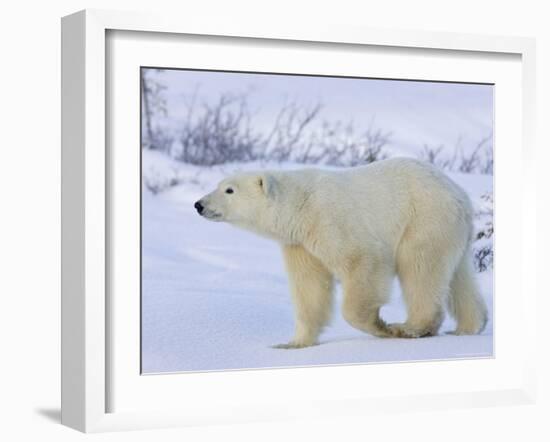 Polar Bear (Ursus Maritimus), Churchill, Hudson Bay, Manitoba, Canada-Thorsten Milse-Framed Photographic Print