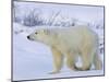 Polar Bear (Ursus Maritimus), Churchill, Hudson Bay, Manitoba, Canada-Thorsten Milse-Mounted Photographic Print