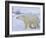 Polar Bear (Ursus Maritimus), Churchill, Hudson Bay, Manitoba, Canada-Thorsten Milse-Framed Photographic Print