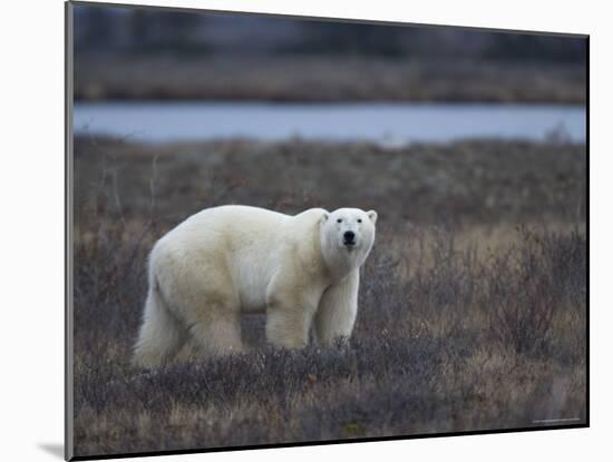 Polar Bear, Ursus Maritimus, Churchill, Manitoba, Canada-Thorsten Milse-Mounted Photographic Print