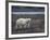 Polar Bear, Ursus Maritimus, Churchill, Manitoba, Canada-Thorsten Milse-Framed Photographic Print