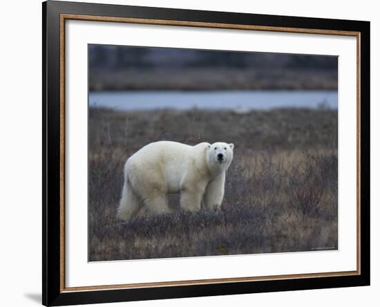 Polar Bear, Ursus Maritimus, Churchill, Manitoba, Canada-Thorsten Milse-Framed Photographic Print