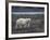 Polar Bear, Ursus Maritimus, Churchill, Manitoba, Canada-Thorsten Milse-Framed Photographic Print