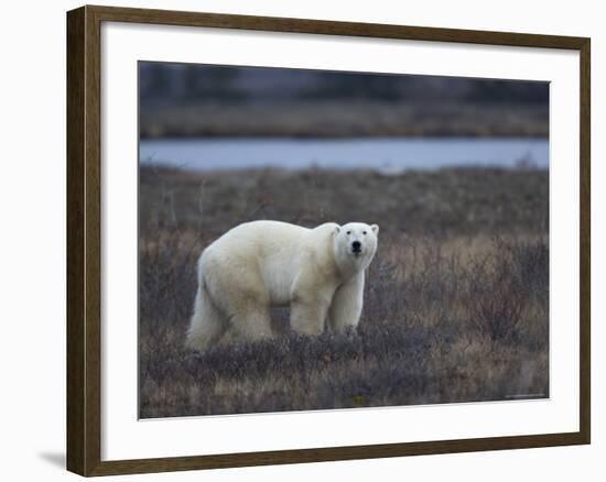 Polar Bear, Ursus Maritimus, Churchill, Manitoba, Canada-Thorsten Milse-Framed Photographic Print