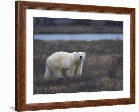 Polar Bear, Ursus Maritimus, Churchill, Manitoba, Canada-Thorsten Milse-Framed Photographic Print