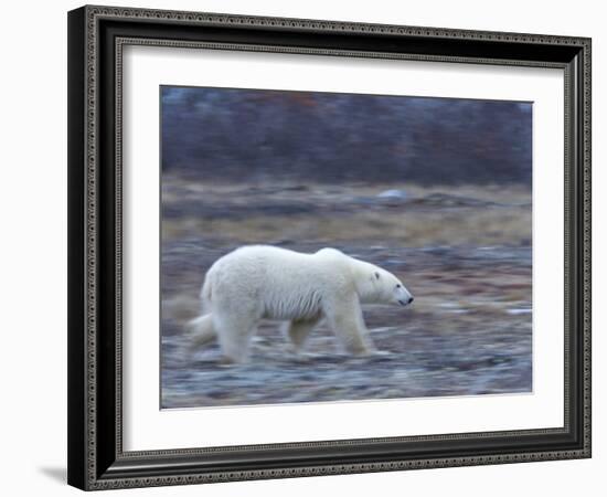 Polar Bear, Ursus Maritimus, Churchill, Manitoba, Canada-Thorsten Milse-Framed Photographic Print