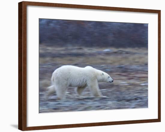 Polar Bear, Ursus Maritimus, Churchill, Manitoba, Canada-Thorsten Milse-Framed Photographic Print