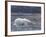 Polar Bear, Ursus Maritimus, Churchill, Manitoba, Canada-Thorsten Milse-Framed Photographic Print