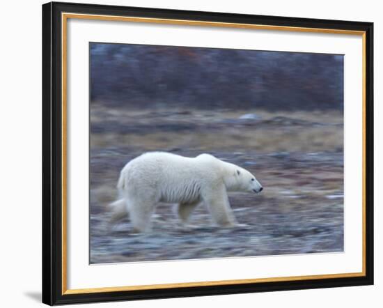 Polar Bear, Ursus Maritimus, Churchill, Manitoba, Canada-Thorsten Milse-Framed Photographic Print