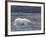 Polar Bear, Ursus Maritimus, Churchill, Manitoba, Canada-Thorsten Milse-Framed Photographic Print