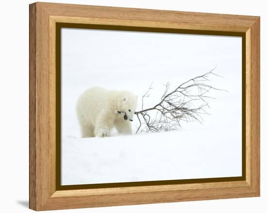 Polar Bear (Ursus Maritimus) Cub Playing with Branch,Churchill, Canada, November-Danny Green-Framed Premier Image Canvas