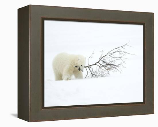 Polar Bear (Ursus Maritimus) Cub Playing with Branch,Churchill, Canada, November-Danny Green-Framed Premier Image Canvas